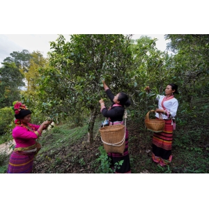 宝博体育最新云南布朗山：茶香不怕林子深