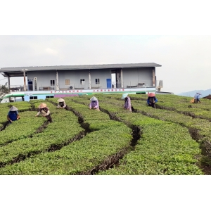 宝博体育网址广西龙州：不负好春景 春茶采